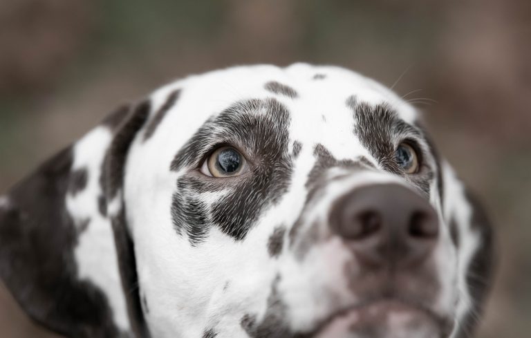 Dog Poop Pickup in Novi Michigan