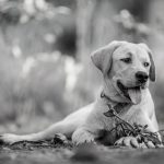 Dog poop Pickup in Novi