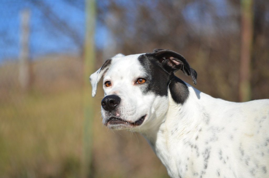 Dog Poop Pickup in Novi Michigan